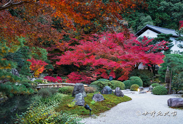 紅葉の様子