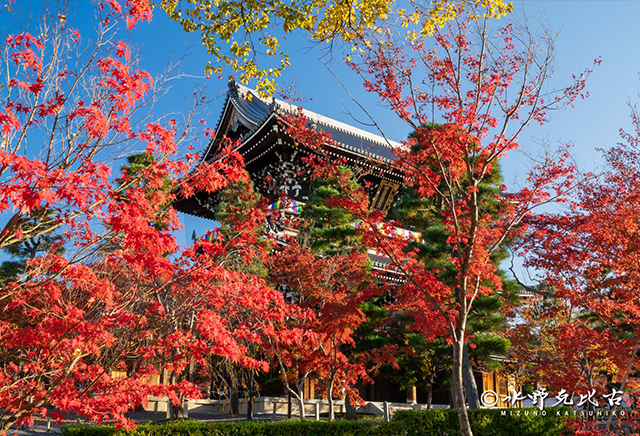 紅葉の様子